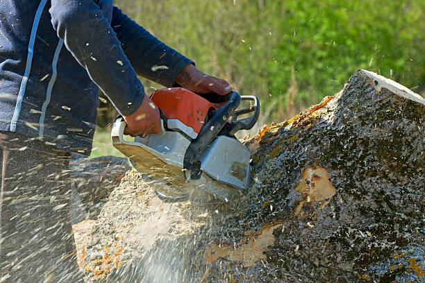 Professional Tree Removal in Tremont, IL